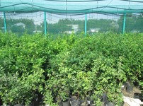 ОАО Плодопитомник